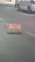 Pupy