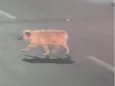 Pupy