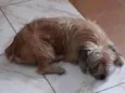 Pupy