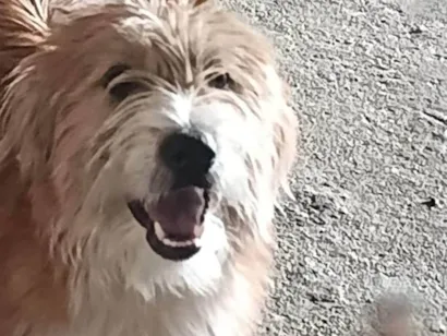 Cachorro raça SRD-ViraLata idade 2 a 6 meses nome Penélope 
