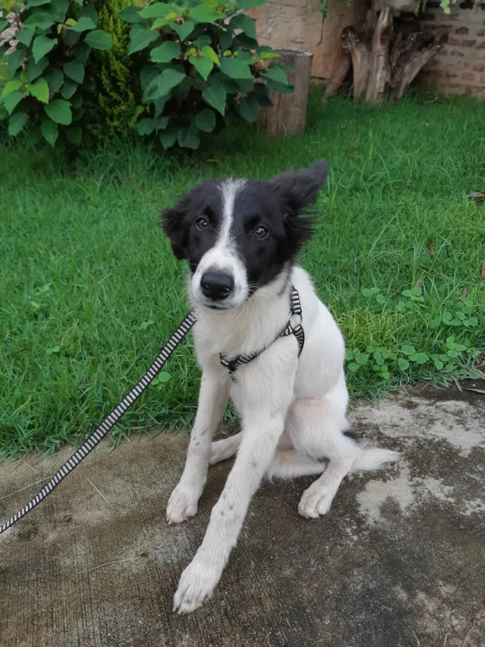 Cachorro ra a SRD-ViraLata idade 2 a 6 meses nome Logan