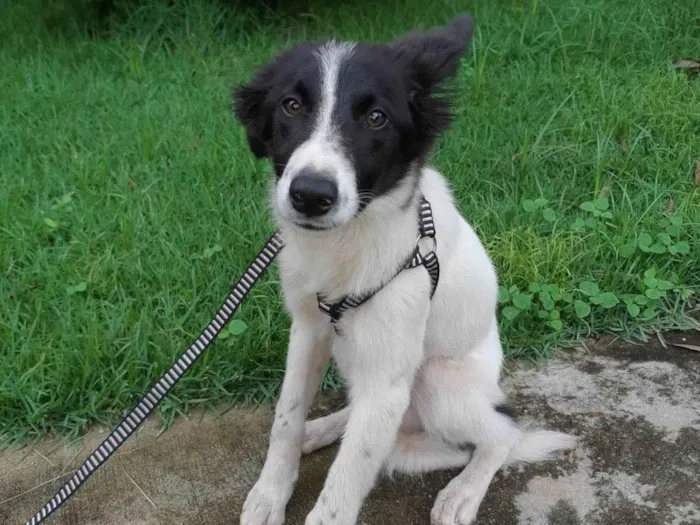 Cachorro ra a SRD-ViraLata idade 2 a 6 meses nome Logan