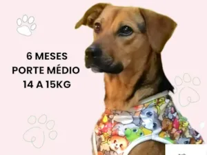 Cachorro raça SRD-ViraLata idade 2 a 6 meses nome Cris
