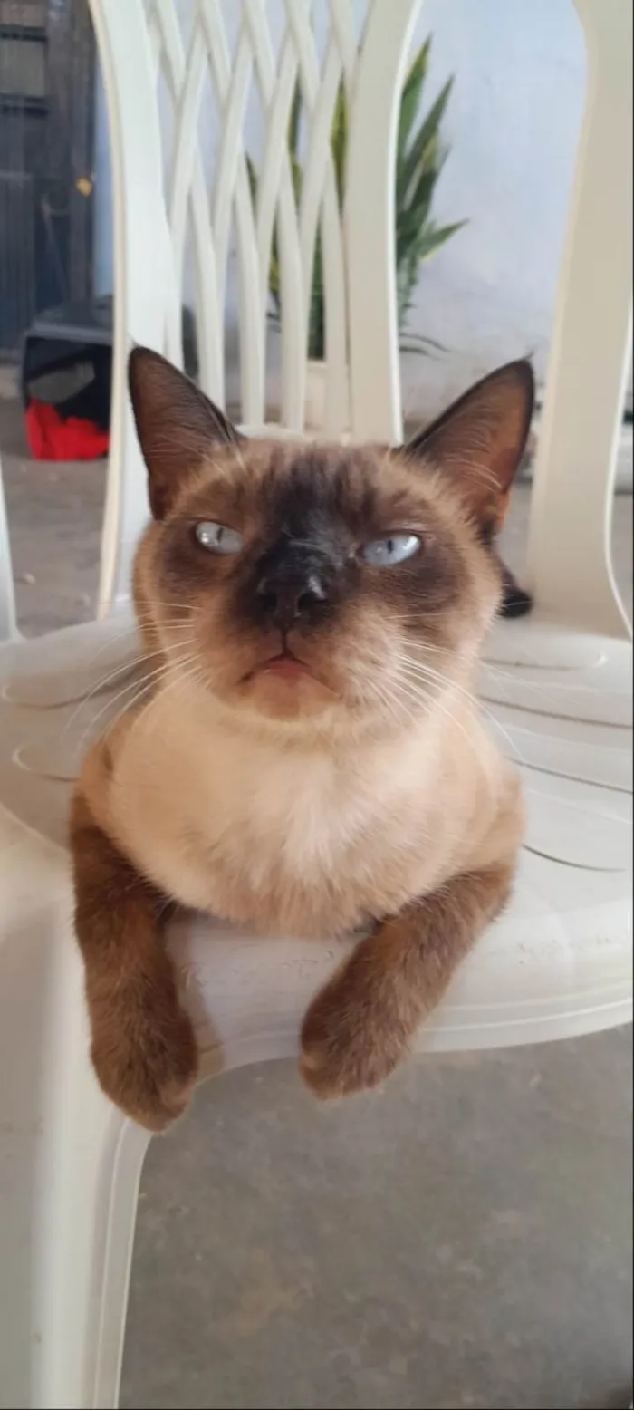 Gato ra a Siamês idade 2 anos nome Sansão