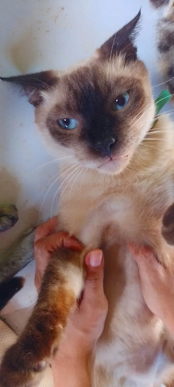 Gato ra a Siamês idade 2 anos nome Sansão