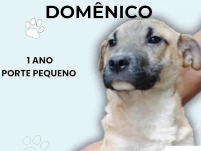 Cachorro raça SRD-ViraLata idade 1 ano nome Domênico