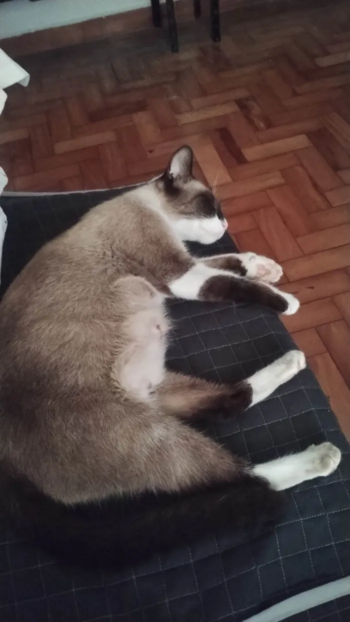 Gato ra a Siamês idade 7 a 11 meses nome Princesa 