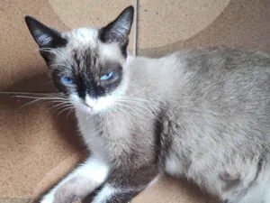 Gato raça Siamês idade 7 a 11 meses nome Princesa 