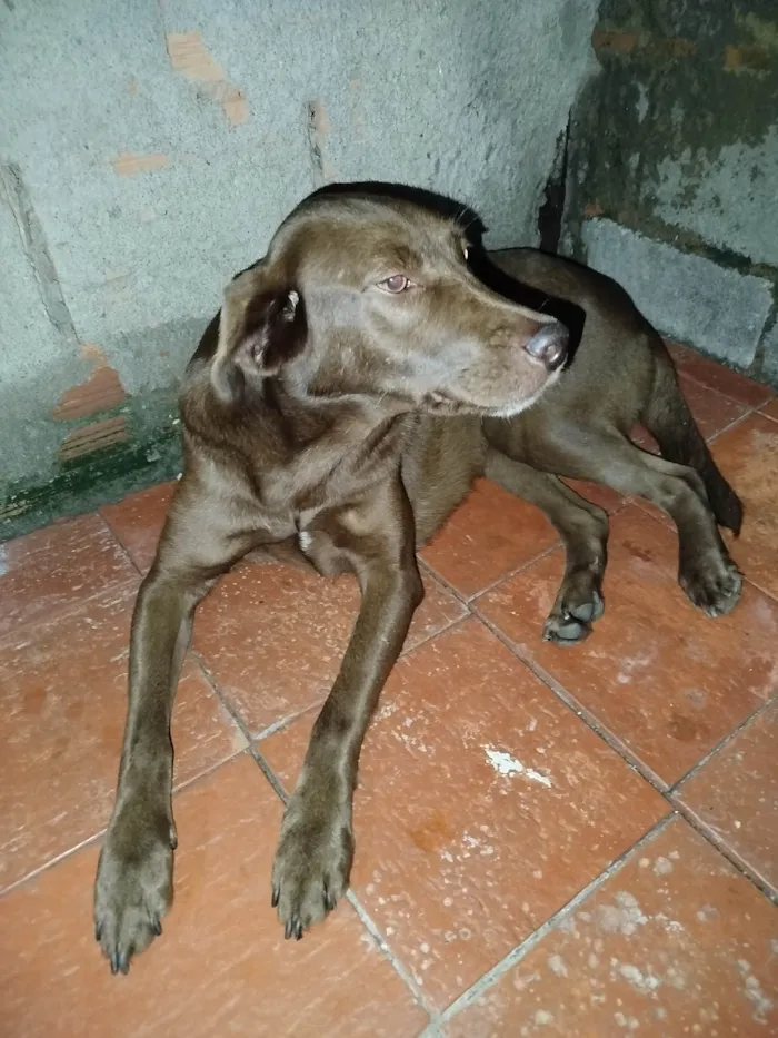 Cachorro ra a SRD-ViraLata idade 3 anos nome Princesa 