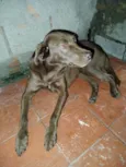 Princesa