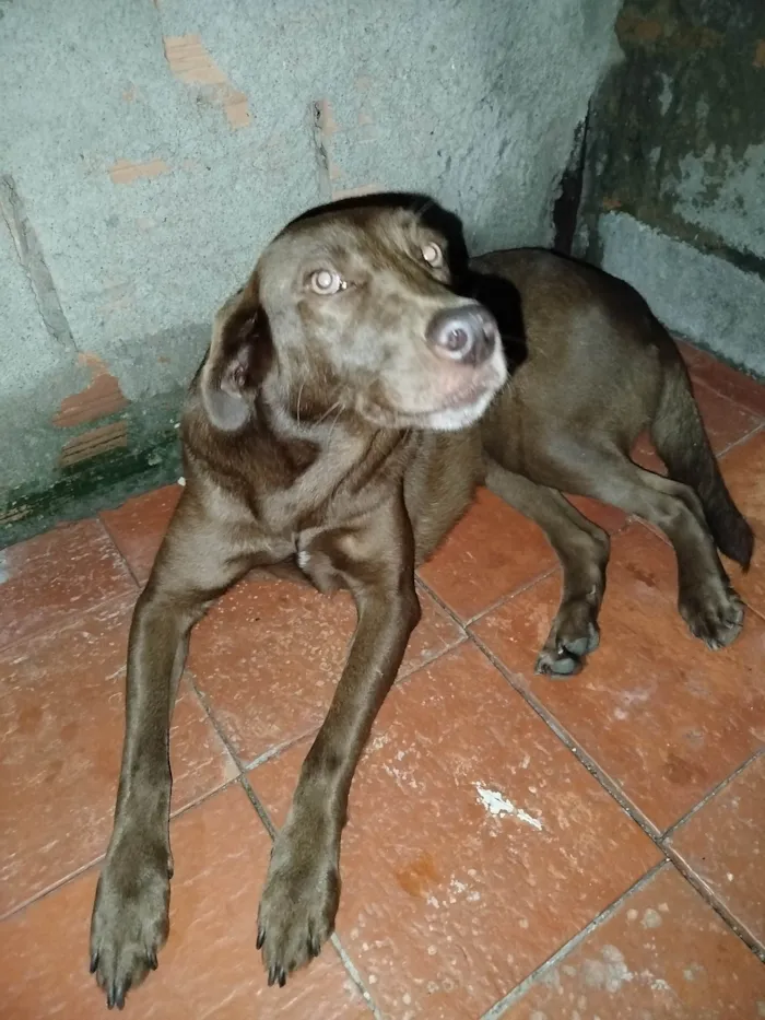 Cachorro ra a SRD-ViraLata idade 3 anos nome Princesa 