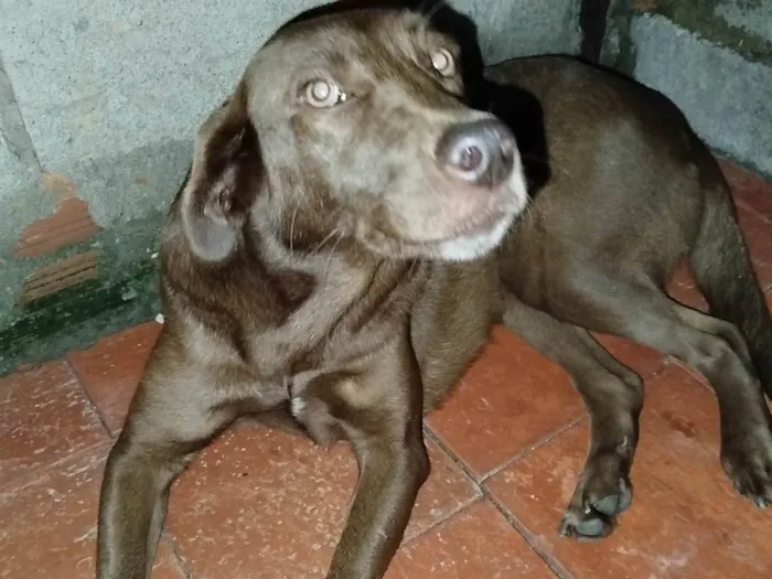 Cachorro ra a SRD-ViraLata idade 3 anos nome Princesa 