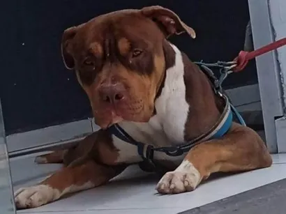 Cachorro raça Pit-Bull idade 3 anos nome Nero