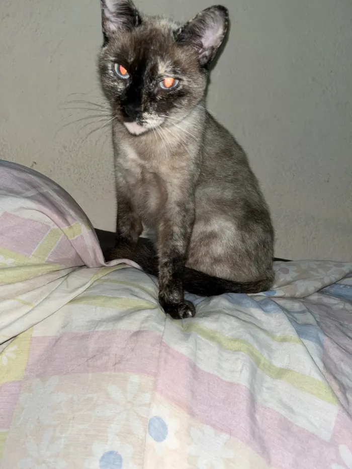 Gato ra a SRD-ViraLata idade 3 anos nome Saiko