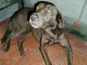 Cachorro raça SRD-ViraLata idade 3 anos nome Princesa 