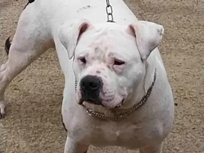 Cachorro raça Pit-Bull idade 2 anos nome MAX