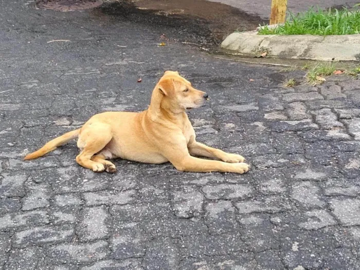 Cachorro ra a SRD-ViraLata idade 2 anos nome Amigo