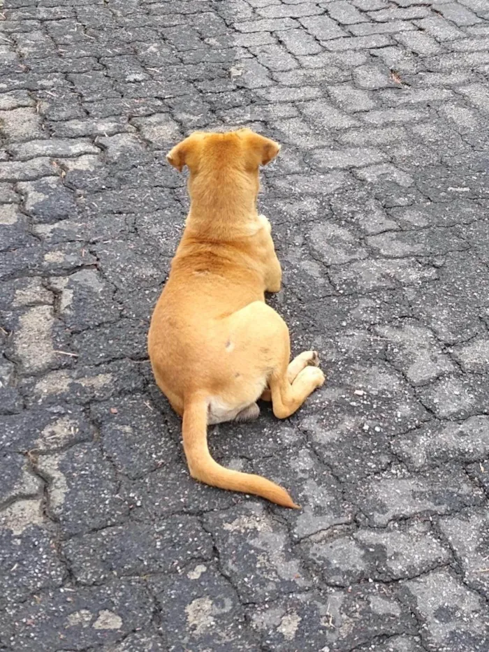 Cachorro ra a SRD-ViraLata idade 2 anos nome Amigo