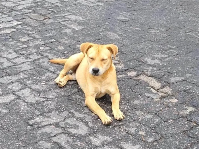 Cachorro ra a SRD-ViraLata idade 2 anos nome Amigo