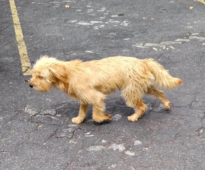 Cachorro ra a SRD-ViraLata idade 2 anos nome Amigo