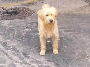 Cachorro raça SRD-ViraLata idade 2 anos nome Amigo