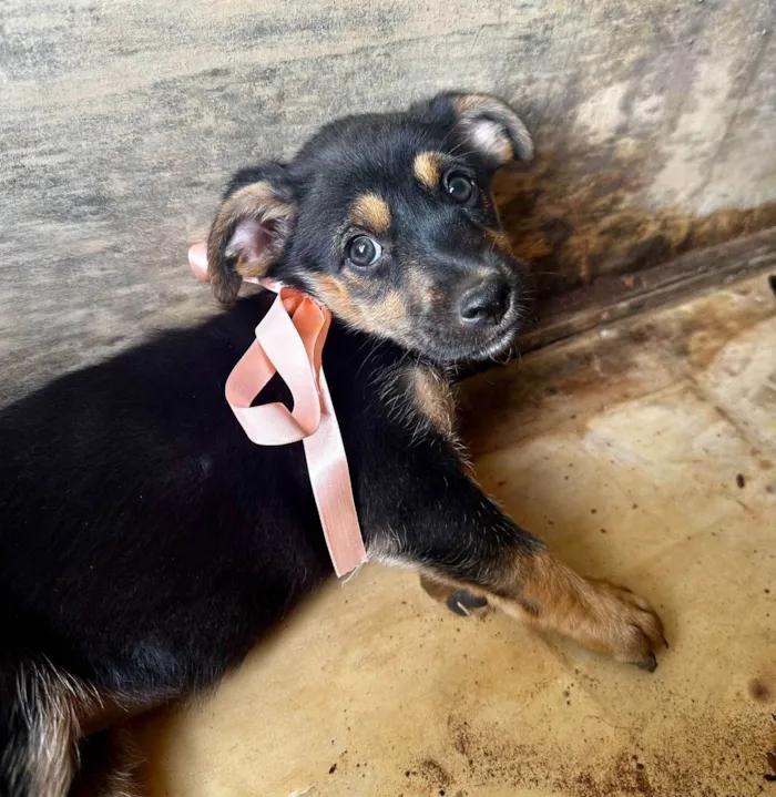 Cachorro ra a SRD-ViraLata idade 2 a 6 meses nome Adote esse casal de irmãos perfeitos ??