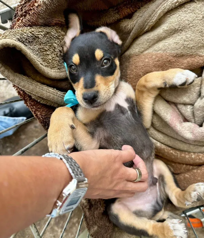 Cachorro ra a SRD-ViraLata idade 2 a 6 meses nome Adote esse casal de irmãos perfeitos ??