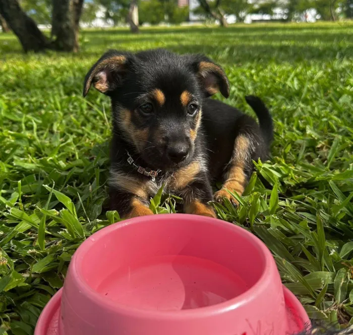 Cachorro ra a SRD-ViraLata idade 2 a 6 meses nome Adote esse casal de irmãos perfeitos ??