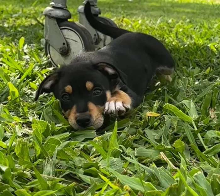 Cachorro ra a SRD-ViraLata idade 2 a 6 meses nome Adote esse casal de irmãos perfeitos ??