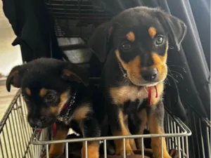 Cachorro raça SRD-ViraLata idade 2 a 6 meses nome Adote esse casal de irmãos perfeitos ??