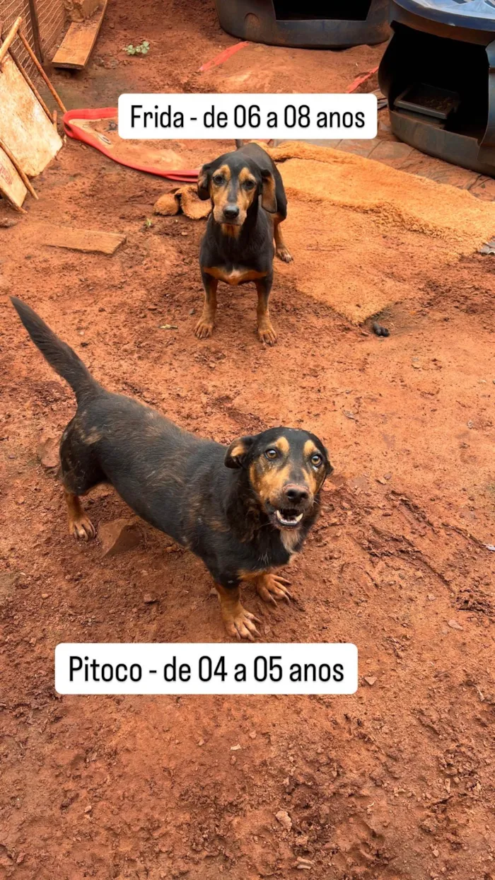 Cachorro ra a SRD-ViraLata idade 6 ou mais anos nome Pitoco e Frida