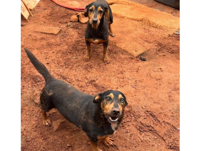 Cachorro ra a SRD-ViraLata idade 6 ou mais anos nome Pitoco e Frida