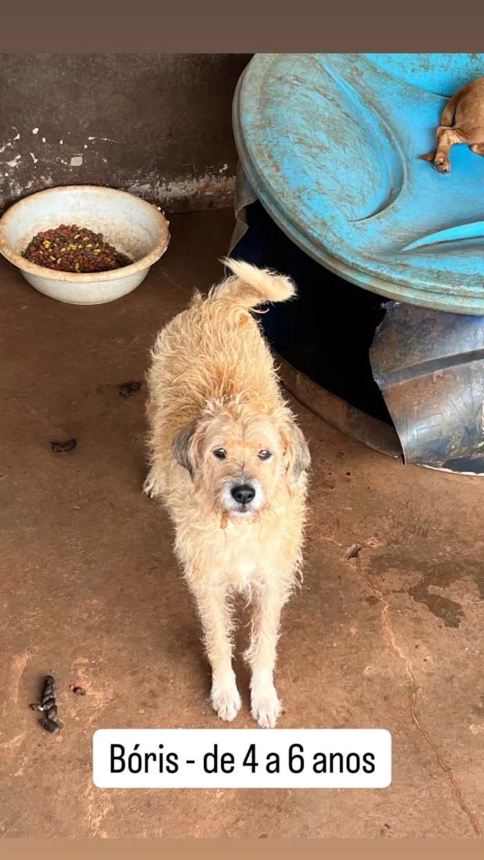 Cachorro ra a SRD-ViraLata idade 5 anos nome Bóris