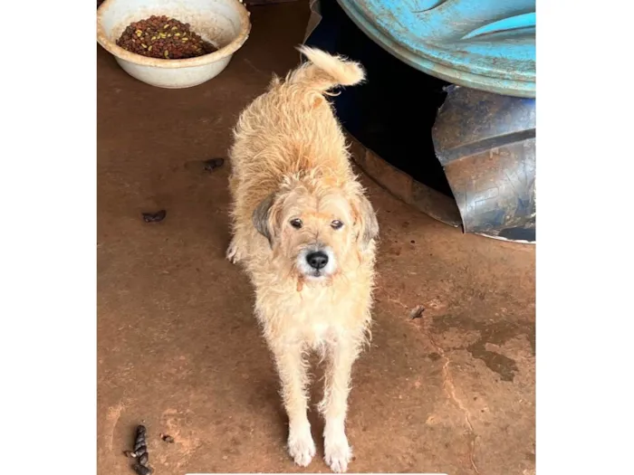 Cachorro ra a SRD-ViraLata idade 5 anos nome Bóris