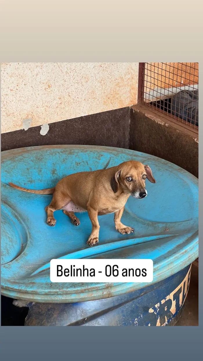 Cachorro ra a SRD-ViraLata idade 6 ou mais anos nome Belinha