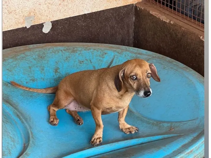 Cachorro ra a SRD-ViraLata idade 6 ou mais anos nome Belinha