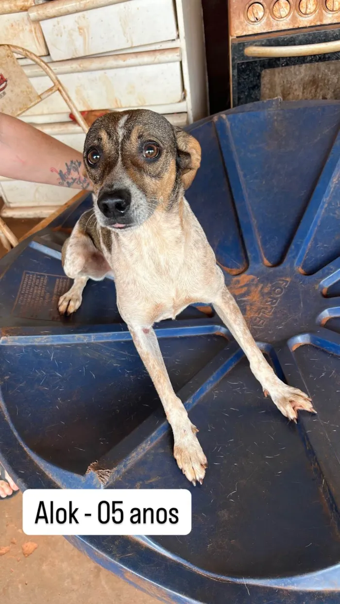 Cachorro ra a SRD-ViraLata idade 5 anos nome Alok