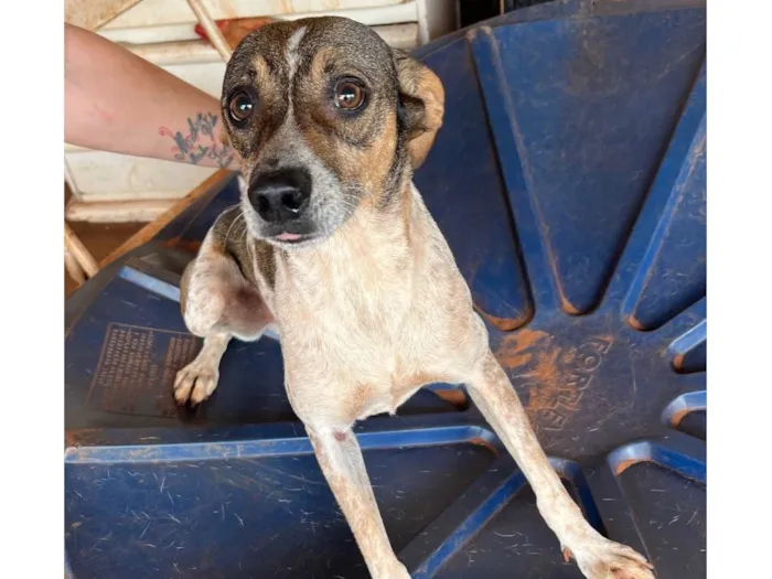 Cachorro ra a SRD-ViraLata idade 5 anos nome Alok