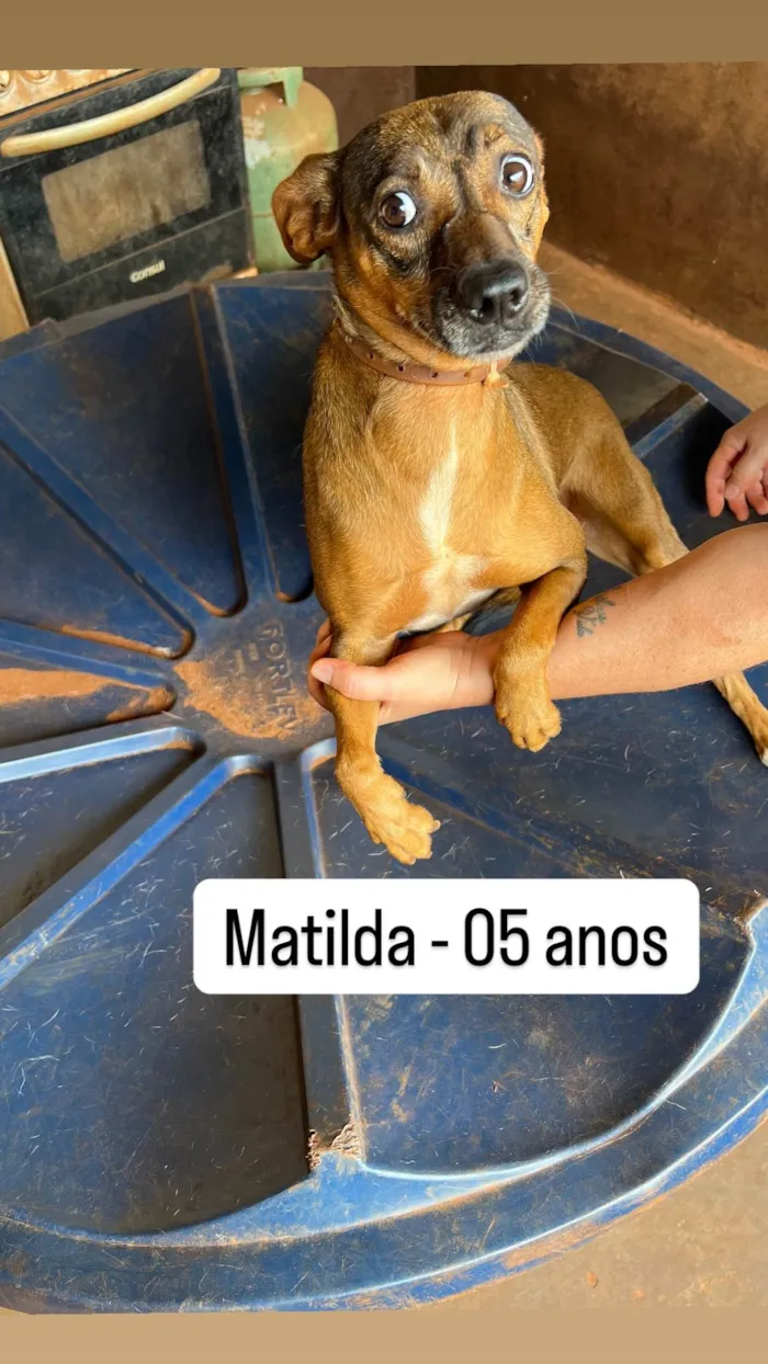 Cachorro ra a SRD-ViraLata idade 4 anos nome Matilda