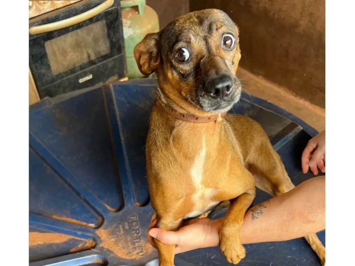 Cachorro ra a SRD-ViraLata idade 4 anos nome Matilda