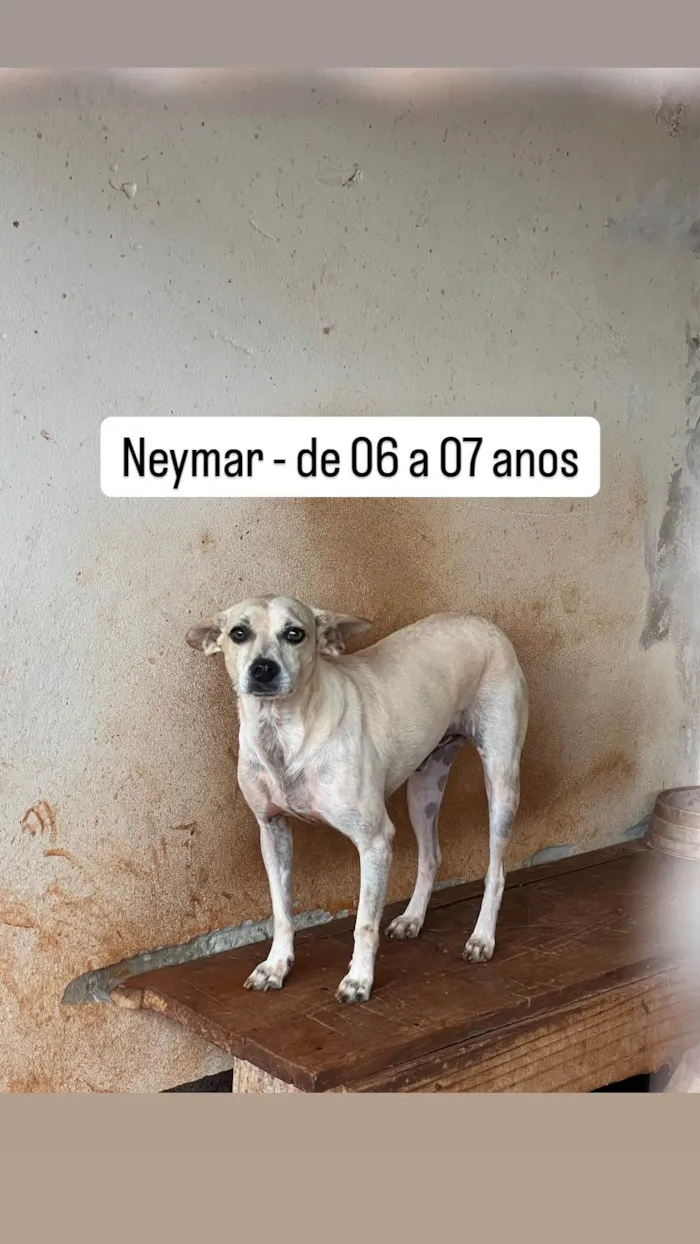 Cachorro ra a SRD-ViraLata idade 6 ou mais anos nome Neymar