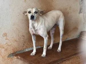 Cachorro raça SRD-ViraLata idade 6 ou mais anos nome Neymar