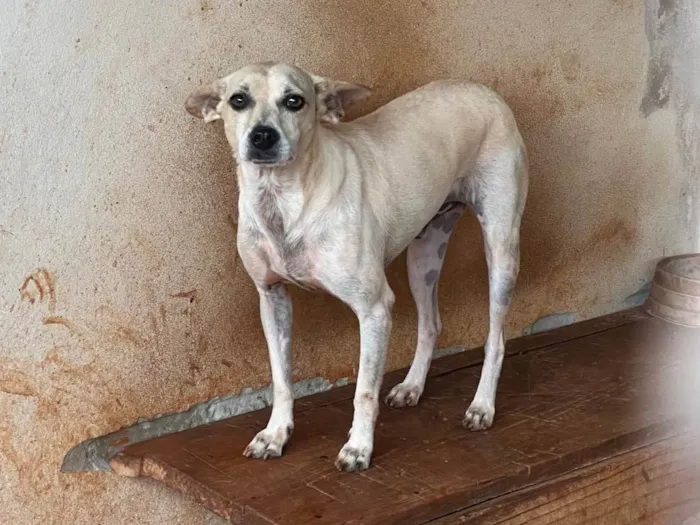 Cachorro ra a SRD-ViraLata idade 6 ou mais anos nome Neymar