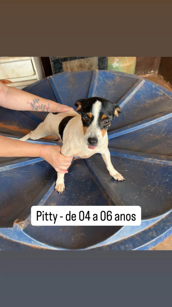 Cachorro ra a SRD-ViraLata idade 5 anos nome Pitty