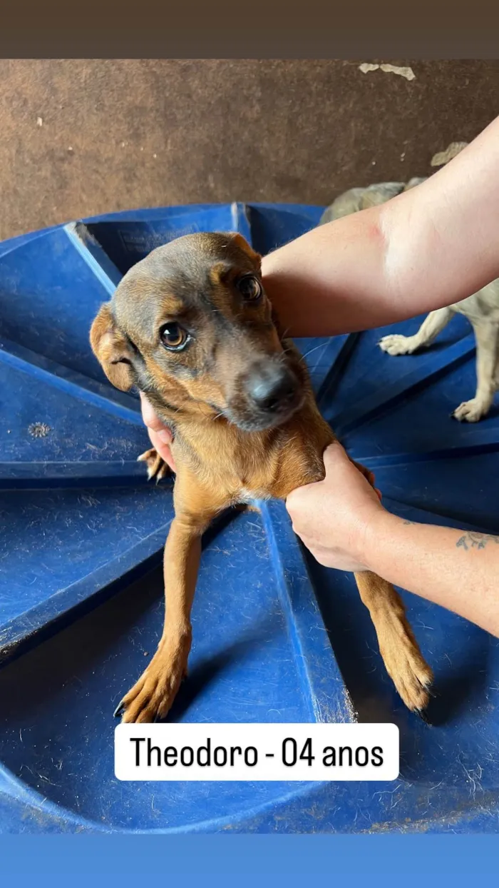 Cachorro ra a SRD-ViraLata idade 4 anos nome Theodoro