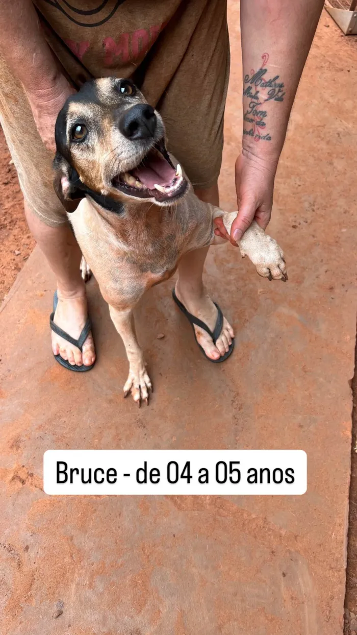 Cachorro ra a SRD-ViraLata idade 4 anos nome Bruce