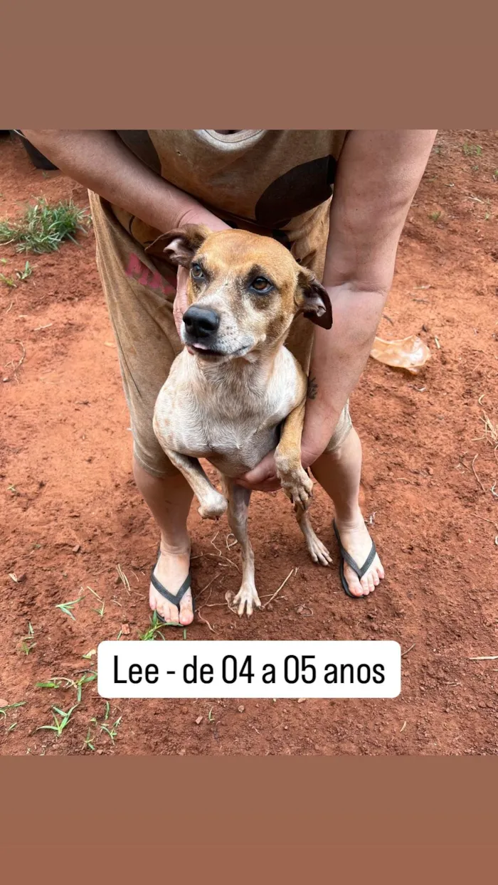 Cachorro ra a SRD-ViraLata idade 4 anos nome Lee