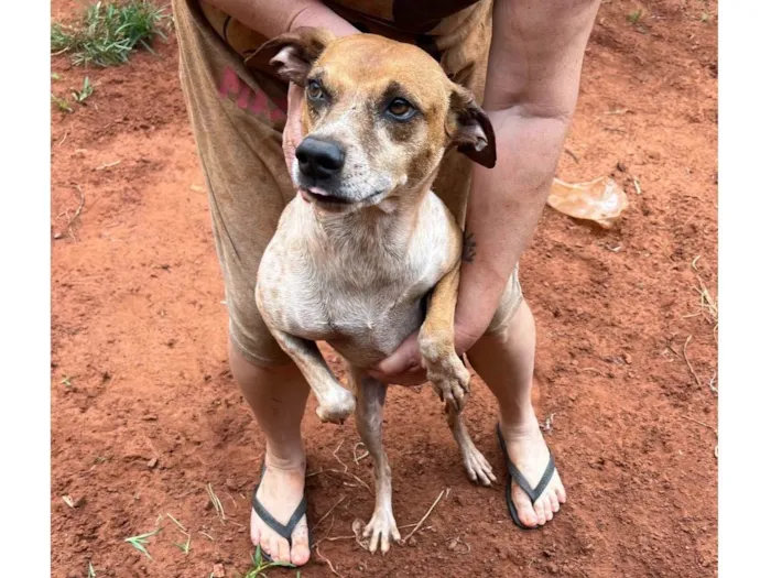 Cachorro ra a SRD-ViraLata idade 4 anos nome Lee