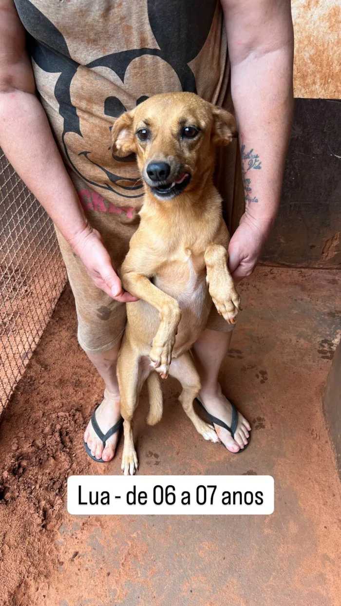 Cachorro ra a SRD-ViraLata idade 6 ou mais anos nome Lua