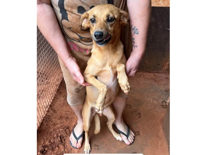 Cachorro ra a SRD-ViraLata idade 6 ou mais anos nome Lua